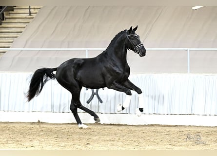 Hannoveraan, Ruin, 3 Jaar, 172 cm, Zwart