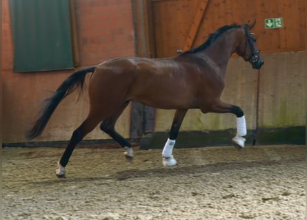 Hannoveraan, Ruin, 3 Jaar, 175 cm, Bruin