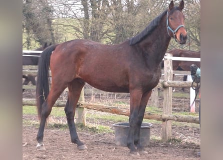 Hannoveraan, Ruin, 3 Jaar, 175 cm, Donkerbruin