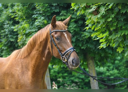 Hannoveraan, Ruin, 3 Jaar, 175 cm, Donkere-vos