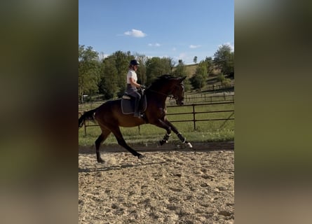 Hannoveraan, Ruin, 3 Jaar, 178 cm, Bruin