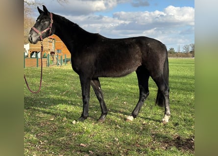 Hannoveraan, Ruin, 3 Jaar, Zwartschimmel