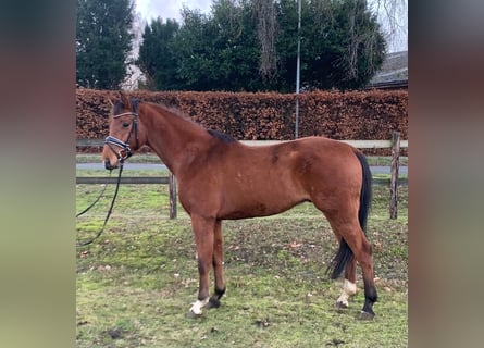 Hannoveraan, Ruin, 4 Jaar, 160 cm, Bruin