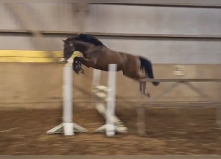Hannoveraan, Ruin, 4 Jaar, 160 cm, Bruin
