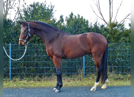 Hannoveraan, Ruin, 4 Jaar, 161 cm, Donkerbruin