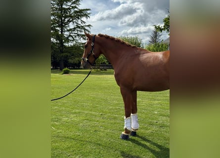 Hannoveraan Mix, Ruin, 4 Jaar, 161 cm, Vos