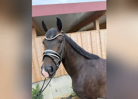 Hannoveraan, Ruin, 4 Jaar, 162 cm, Donkerbruin