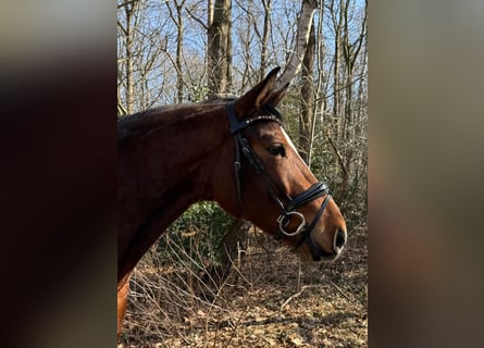 Hannoveraan, Ruin, 4 Jaar, 163 cm, Bruin