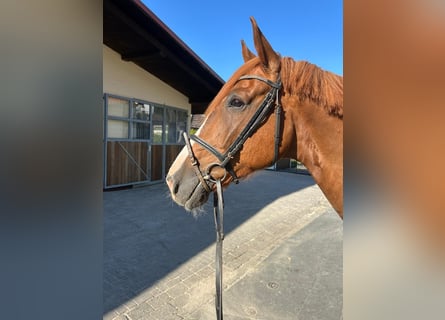 Hannoveraan, Ruin, 4 Jaar, 164 cm, Vos