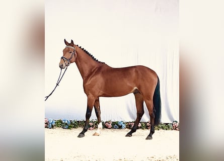 Hannoveraan, Ruin, 4 Jaar, 165 cm, Bruin