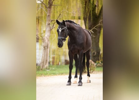 Hannoveraan, Ruin, 4 Jaar, 165 cm, Zwart