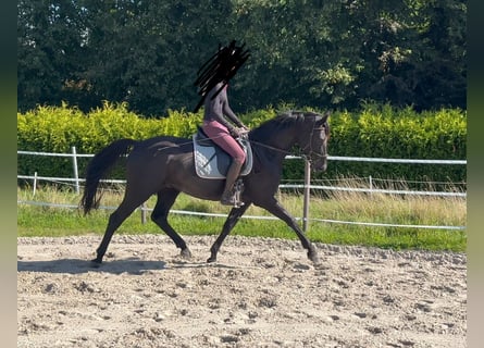 Hannoveraan, Ruin, 4 Jaar, 165 cm, Zwart