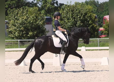 Hannoveraan, Ruin, 4 Jaar, 165 cm, Zwart