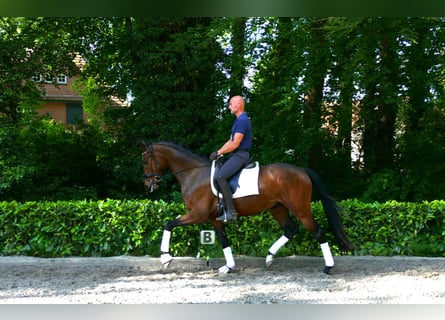 Hannoveraan, Ruin, 4 Jaar, 166 cm, Bruin