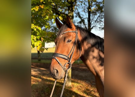 Hannoveraan, Ruin, 4 Jaar, 166 cm, Bruin