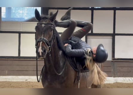 Hannoveraan, Ruin, 4 Jaar, 166 cm, Donkerbruin
