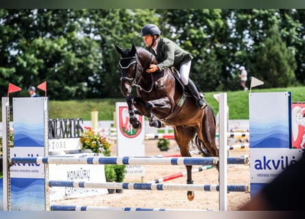 Hannoveraan, Ruin, 4 Jaar, 166 cm, Donkerbruin