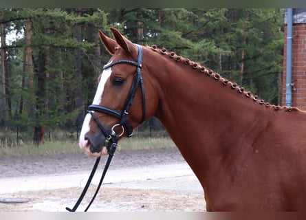 Hannoveraan, Ruin, 4 Jaar, 166 cm, Vos