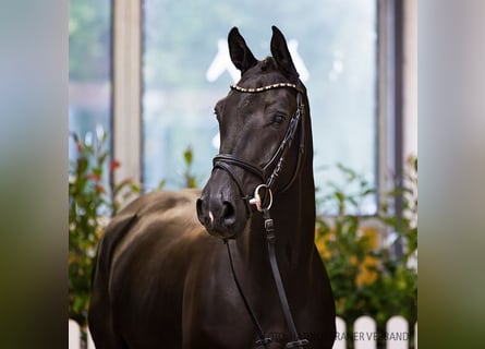 Hannoveraan, Ruin, 4 Jaar, 166 cm, Zwartbruin