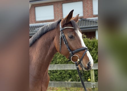 Hannoveraan, Ruin, 4 Jaar, 167 cm, Bruin