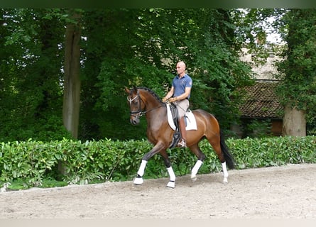 Hannoveraan, Ruin, 4 Jaar, 167 cm, Donkerbruin