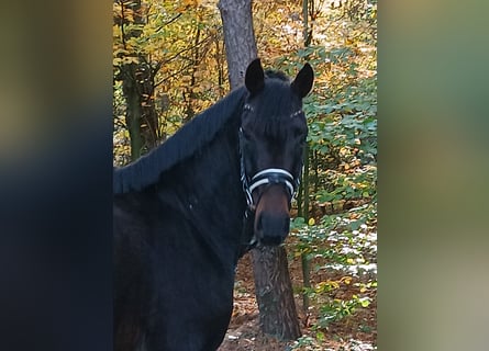 Hannoveraan, Ruin, 4 Jaar, 167 cm, Donkerbruin