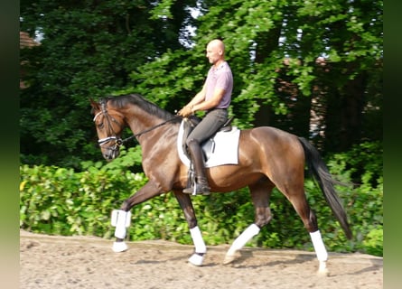 Hannoveraan, Ruin, 4 Jaar, 167 cm, Donkerbruin