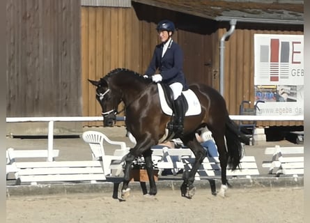 Hannoveraan, Ruin, 4 Jaar, 167 cm, Zwart