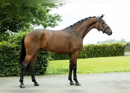 Hannoveraan, Ruin, 4 Jaar, 168 cm, Bruin