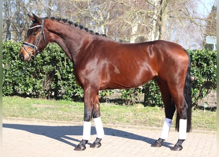 Hannoveraan, Ruin, 4 Jaar, 168 cm, Bruin