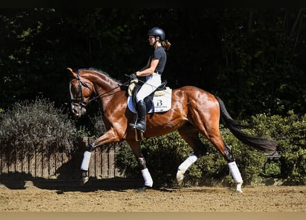 Hannoveraan, Ruin, 4 Jaar, 168 cm, Bruin