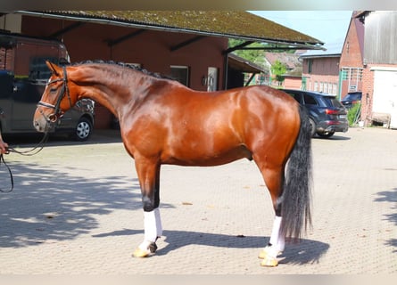 Hannoveraan, Ruin, 4 Jaar, 168 cm, Bruin
