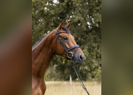 Hannoveraan, Ruin, 4 Jaar, 168 cm, Bruin