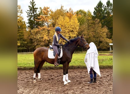 Hannoveraan, Ruin, 4 Jaar, 168 cm, Donkerbruin