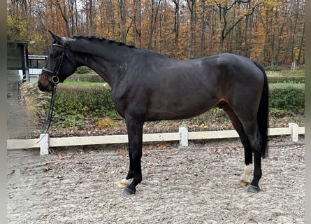 Hannoveraan, Ruin, 4 Jaar, 168 cm, Donkerbruin