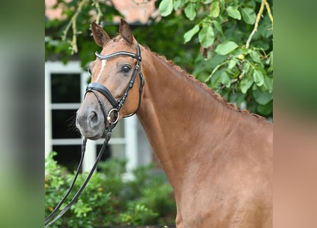 Hannoveraan, Ruin, 4 Jaar, 168 cm, Donkere-vos