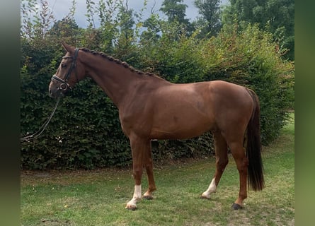 Hannoveraan, Ruin, 4 Jaar, 168 cm, Vos