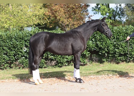 Hannoveraan, Ruin, 4 Jaar, 168 cm, Zwart