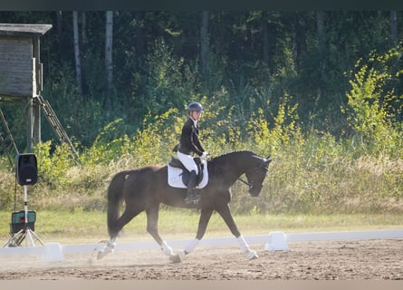 Hannoveraner, Wallach, 4 Jahre, 168 cm, Rappe