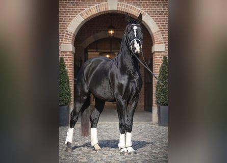 Hannoveraan, Ruin, 4 Jaar, 168 cm, Zwartbruin