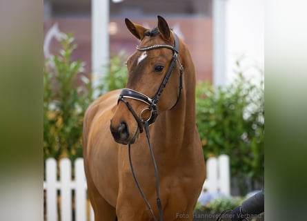 Hannoveraan, Ruin, 4 Jaar, 169 cm, Bruin