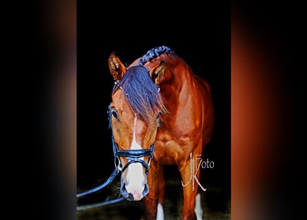Hannoveraan, Ruin, 4 Jaar, 169 cm, Bruin