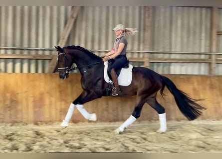 Hannoveraan, Ruin, 4 Jaar, 169 cm, Donkerbruin