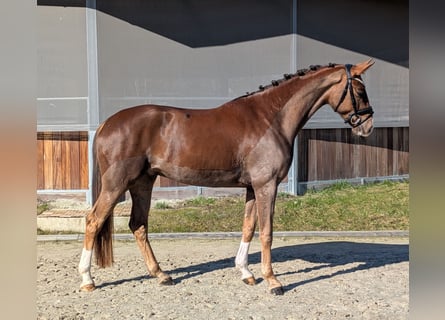 Hannoveraan, Ruin, 4 Jaar, 169 cm, Donkere-vos