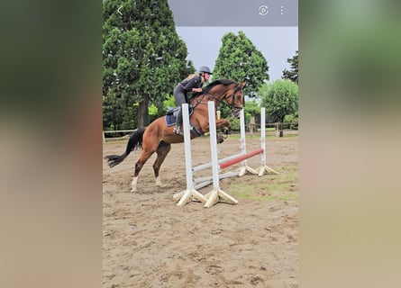 Hannoveraan, Ruin, 4 Jaar, 169 cm