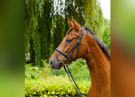 Hannoveraan, Ruin, 4 Jaar, 169 cm, Vos