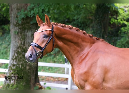 Hannoveraan, Ruin, 4 Jaar, 169 cm, Vos