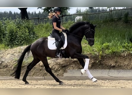 Hannoveraner, Wallach, 4 Jahre, 169 cm, Rappe