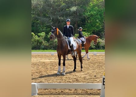 Hannoveraan, Ruin, 4 Jaar, 170 cm, Bruin