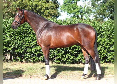 Hannoveraan, Ruin, 4 Jaar, 170 cm, Bruin